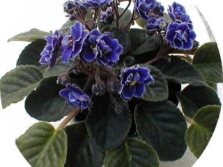 Ultra Violet Nebula 02/23/1996 (Green Circle/Blansit) Semidouble dark lavender sticktite pansy/white edge. Medium green. Standard