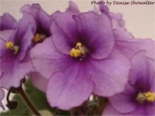 Ultra Violet Orbit 02/23/1996 (Green Circle/Blansit) Single lavender two-tone pansy/darker eye. Medium green, pointed. Standard
