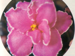 Utz Sincerely 01/21/1981 (H. Pittman/H. Utz) Double pink/fuchsia edge. Plain. Standard