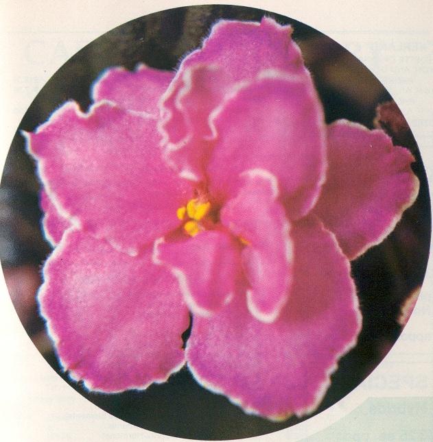 Utz Sincerely 01/21/1981 (H. Pittman/H. Utz) Double pink/fuchsia edge. Plain. Standard