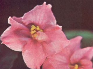 Valerie 05/20/1975 (Union County Chapter AVS/Max Maas) Double dark pink/variable blue-tinged top petals. Quilted. Standard
