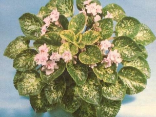 Val's Sweet Dream 11/25/1977 (G. Pesson/M. Vallin) Double light pink. Variegated, plain, pointed. Standard