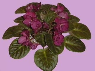 Vampire's Kiss (G. Boone) Semidouble-double dark red/near-black shading. Dark green, quilted. Standard