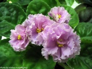 Vashe Velichestvo [Your Majesty] 01/27/2006 (B. Makuni) Double pink frilled. Medium green, serrated/red back. Standard