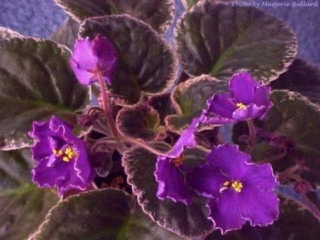 Velvet Brocade 11/14/1998 (K. Stork) Single-semidouble vivid purple star/white edge. Variegated dark green, cream and pink, plain, quilted/red back. Standard