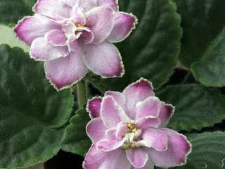 Velvet Dawn 06/27/1975 (Eyerdom) Light lavender two-tone/white edge. Plain, pointed, quilted. Standard
