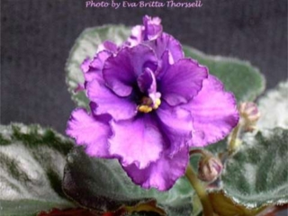 Velvet Halo (S. Sorano) Semidouble orchid pansy/purple eye, darker-tipped top petals. Dark green, quilted. Standard