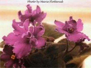 Velvet Shadows (S. Sorano) Double light purple large star/white-touched darker tips. Medium green. Standard