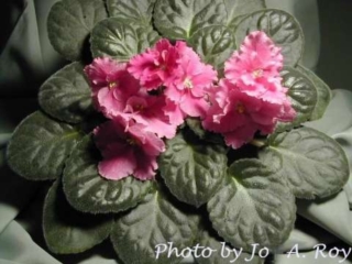 Velvet Valentine (S. Sorano) Semidouble dark mauve-red shaded pansy. Dark green, plain. Standard