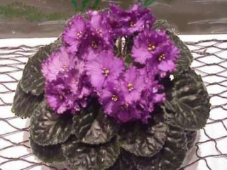 Verdict 11/14/1998 (K. Stork) Single-semidouble lavender-purple two-tone pansy. Medium-dark green, quilted, glossy, wavy. Standard