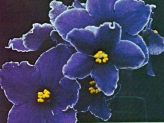 Vern's Delight 12/01/1971 (V. Lorenzen) Semidouble royal blue star/white edge. Plain, pointed, quilted. Standard