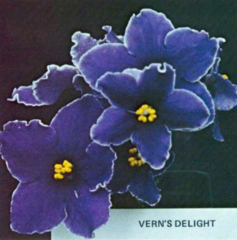 Vern's Delight 12/01/1971 (V. Lorenzen) Semidouble royal blue star/white edge. Plain, pointed, quilted. Standard