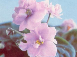 Vern's Fashionaire 10/20/1973 (V. Lorenzen) Double pale pink two-tone. Plain, pointed, quilted. Standard