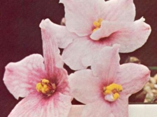 Vern's Pink Dawn 10/31/1972 (V. Lorenzen) Double pink and white/red veins. Plain, hairy. Standard