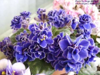 Vertige (S. Saliba) Double dark blue pansy/white edge. Dark green, quilted, serrated/red back. Standard