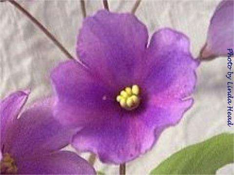 Vertigo (B. Elkin) Single chimera orchid star/blue-lavender fantasy, stripe. Dark green. Semiminiature (Western)