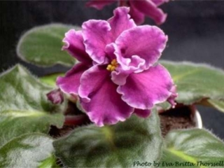 Very Berry 11/07/1991 (S. Sorano) Semidouble red-wine large star/white wavy edge. Dark green, plain, ovate, quilted. Large
