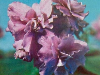 Very Raspberry 03/09/1976 (C. Reed) Double rose-lavender. Quilted. Standard