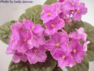 Victorian Angel 07/28/1995 (S. Sorano) Semidouble rose-pink star/wide lighter edge. Medium green, plain, ovate. Standard