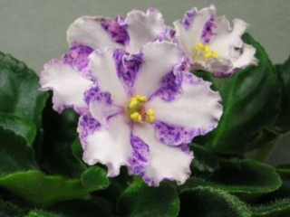 Victorian Flirt 10/08/1993 (S. Sorano) Semidouble chimera pink frilled star/white stripe, blue fantasy. Medium green, plain, quilted. Standard