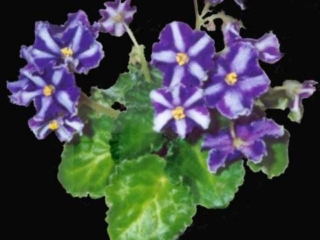 Victorian Parasol 10/08/1993 (S. Sorano) Semidouble chimera dark purple frilled star/white stripe, light purple overlay. Medium green, plain, ruffled. Standard