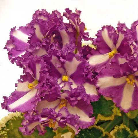 Victorian Ribbons 10/08/1993 (S. Sorano) Semidouble chimera reddish wine-purple frilled pansy/white stripe. Variegated medium green and white, pointed, quilted, serrated. Standard