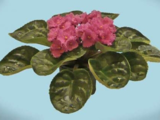 Vika 01/27/2006 (B. Makuni) Single-semidouble peach-pink frilled star/darker eye. Medium green. Standard (Russ/Ukr)