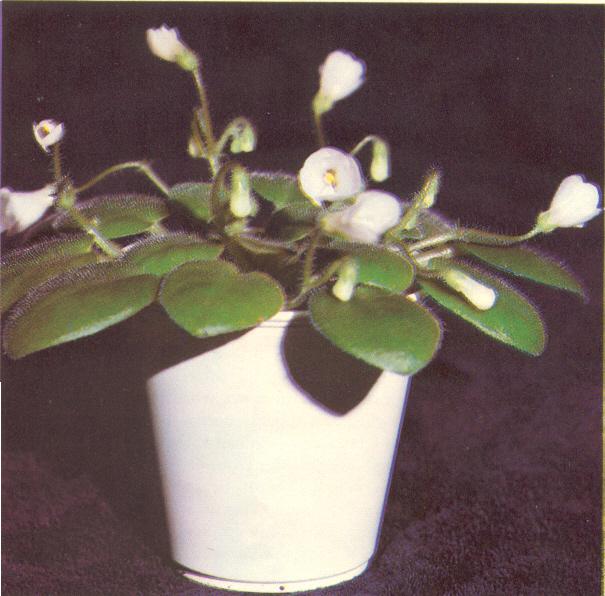 Wee Bells 11/21/1979 (Russell) Single white bell/variable pink. Plain, pointed. Miniature