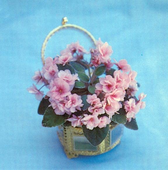 Wee Dear 05/10/1986 (H. Pittman) Semidouble medium pink. Variegated, pointed. Miniature