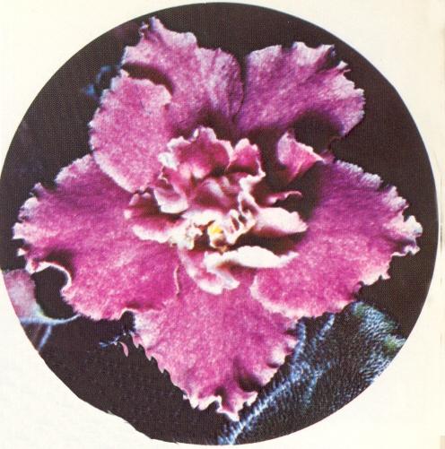 Wells Fargo 05/10/1968 (V. Constantinov) Double pink and fuchsia two-tone star. Dark green, holly. Large (Western)