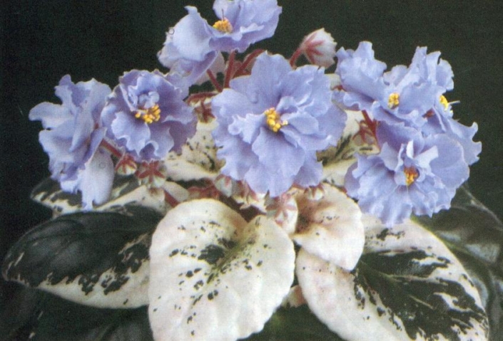 Whisper Blue 08/13/1984 (S. Sorano) Double light blue star. Variegated green, pink, and white. Standard
