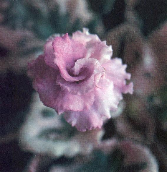Wrangler's Canyon Echoes 12/10/1981 (W. Smith) Double fuchsia frilled. Variegated, ruffled. Standard