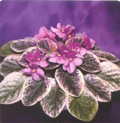 Wrangler's El Diablo 05/20/1986 (W. Smith) Single pansy raspberry two-tone/darker top petals. Variegated, plain, spooned, quilted. Standard