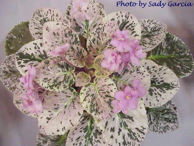 Wrangler's Pink Patches 05/20/1986 (W. Smith) Double light pink pansy/darker center. Variegated dark green and dark pink, pointed. Large