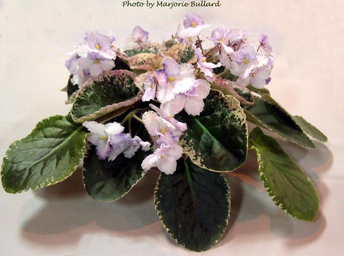 Wrangler's Savage Beauty (W. Smith) Semidouble lilac two-tone ruffled pansy/darker top petals. Variegated dark green and pink, quilted, glossy, ruffled. Standard