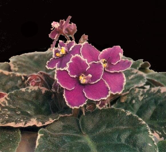 Wrangler's Spanish Cavalier 05/20/1986 (W. Smith) Semidouble bright red-violet pansy/white-green edge. Variegated, longifolia, glossy. Large
