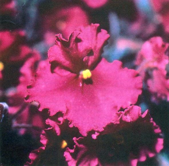 Wrangler's West Texas 09/25/1986 (W. Smith) Single fuchsia-red. Variegated dark green, white and pink, glossy. Standard