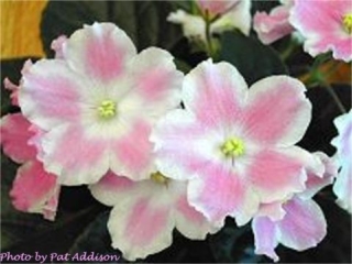 Baby's Breath (T. Davis) Single white ruffled star/light pink patches. Medium green, plain. Standard (DAVS 1700)