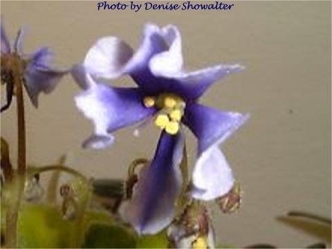 Calico Wasp 07/26/1969 (J. Dates) Single light lavender fluted wasp/purple fantasy. Quilted/bustle back. Standard