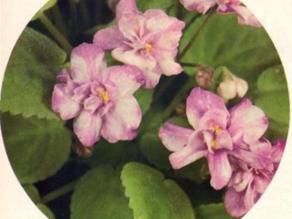 Valentine Trail (Baker) Semidouble fuchsia and white star. Standard trailer