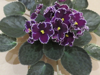 Edge of Darkness 03/19/2014 (Paul Sorano/Lyndon Lyon Greenhouses) Semidouble dark purple star/frilled white edge. Variegated dark green and ivory, serrated/red back. Large