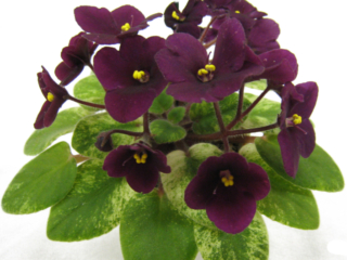 Jolly Jubilee 03/07/2008 (H. Pittman) Single-semidouble purple pansy. Crown variegated medium green and gold, plain. Miniature