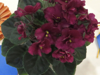 Jolly Wow 11/24/2014 (H. Pittman) Single-semidouble red pansy. Dark green, plain. Semiminiature
