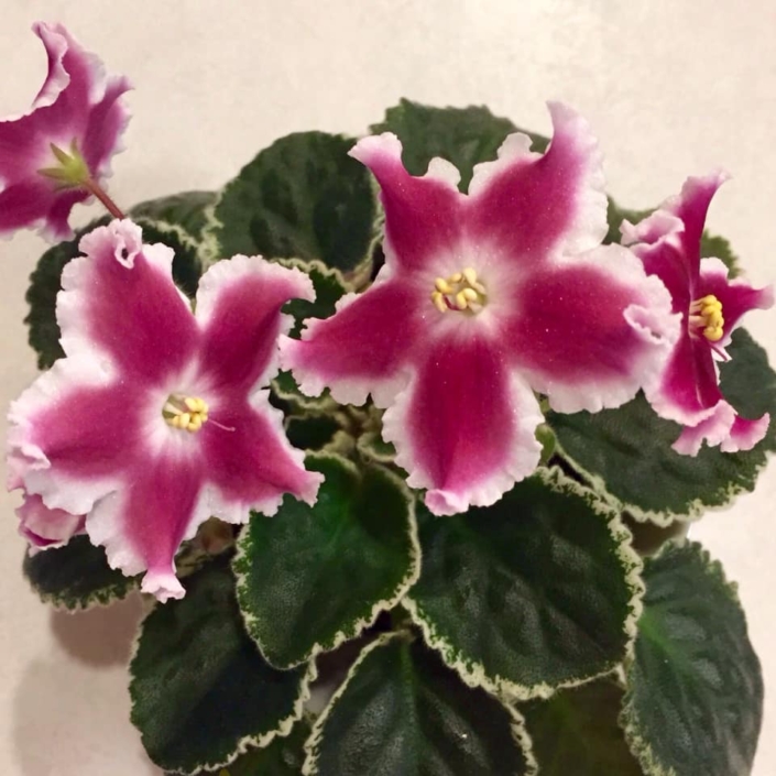 LE-Karusel' [LE-Carousel] 05/24/2018 (E. Lebetskaia) Single white large ruffled star/red patches. Variegated medium green and white, serrated. Standard (Russ/Ukr)