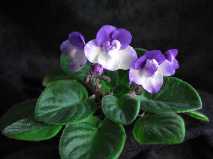 Melodie Kimi 09/15/1994 (Sunnyside/Levy) Single white sticktite pansy/purple-blue top petals, tips. Medium green, plain, quilted, wavy. Standard