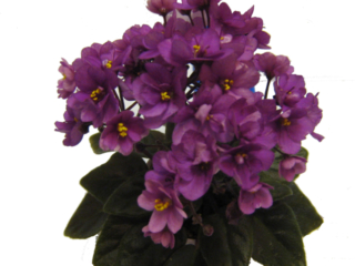 Optimara Little Ruby Optimara Little Ruby 11/19/1988 (Holtkamp) Single-semidouble purple-red. Medium green, ovate, pointed, hairy, glossy. Miniature