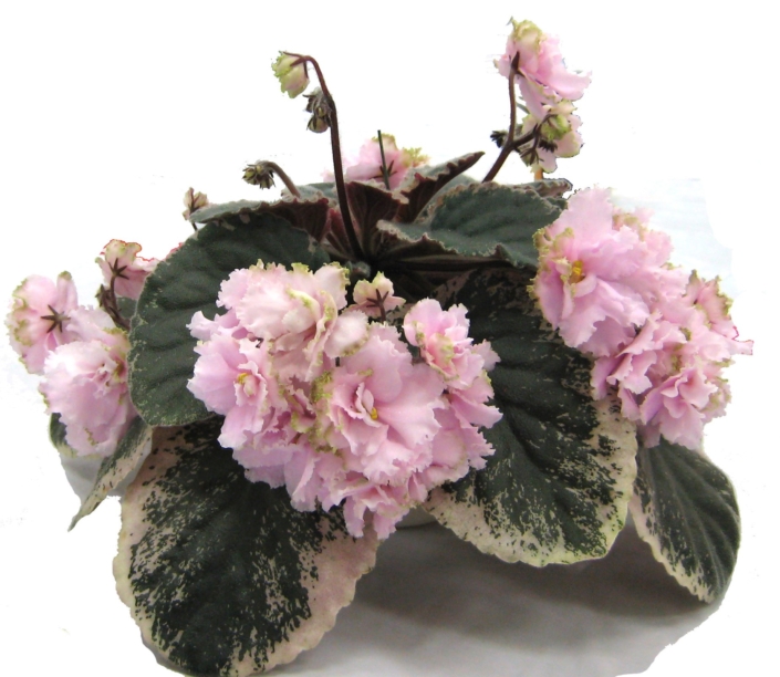 Wrangler's Jealous Heart 05/20/1986 (W. Smith) Double pansy, ruffled/light pink and green edge. Variegated dark green and pink, ruffled, hairy. Large