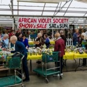 African Violet Show and Sale