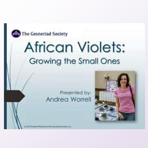 African Violets: Growing the Small Ones Webinar Download by Andrea Worrell