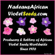 Nadeau's African Violet Seeds